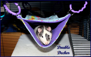 Double Decker Hammock Hanging with Rat